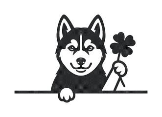 Siberian husky dog peeking over edge holding four leaf clover, lucky husky puppy vector illustration, black and white pet mascot for Saint Patricks Day © ArsiStudio