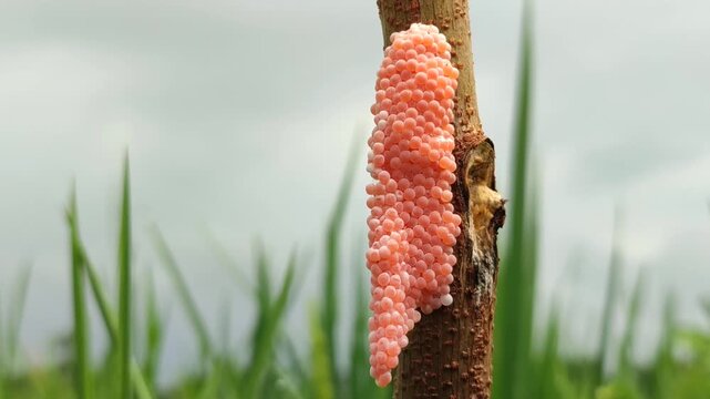 Golden apple snail eggs attached to rice plant stem, showing agricultural pest and reproduction detail in paddy field