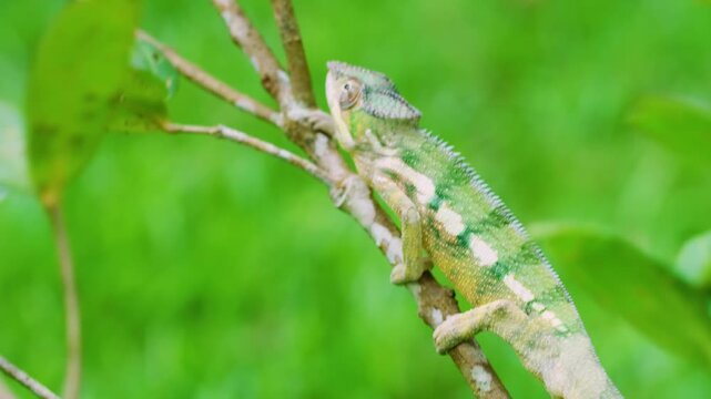 close up of a Panther Chameleon (Furcifer pardalis) Walking on a branch. Madagascar Island.
