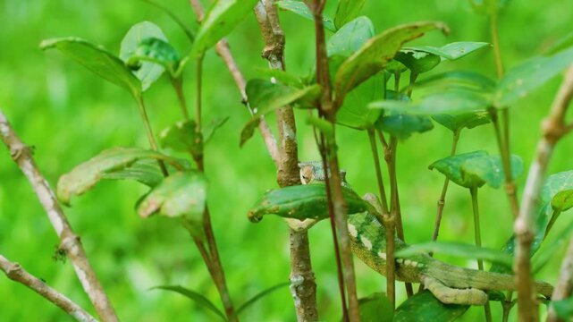 A small Panther Chameleon (Furcifer pardalis) on small plants