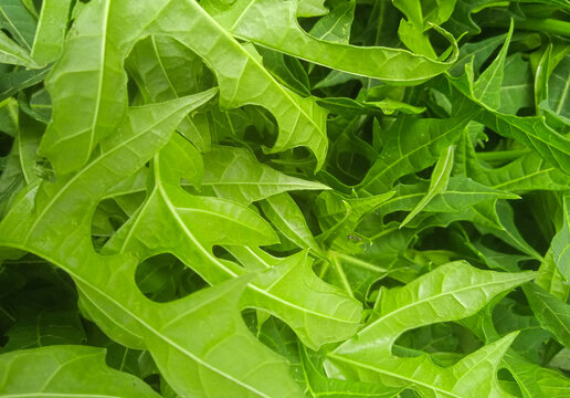 pile of chaya leaves (Cnidoscolus aconitifolius) suitable for background