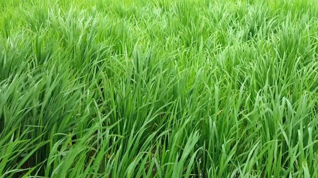Rice plants swaying in strong wind across paddy field, showing dynamic movement and agricultural landscape in rural environment.