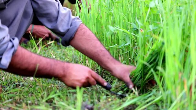 Slow Motion Macro Shot of Farmer harvesting fresh green wheatgrass with a sickle in a rural agricultural field during a sunny day at 180 fps High quality footage