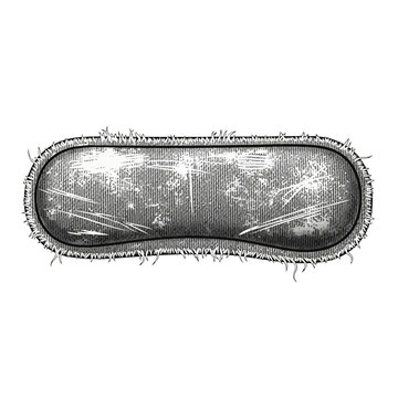 Microscopic bacterium illustration, detailed scientific drawing with cilia
