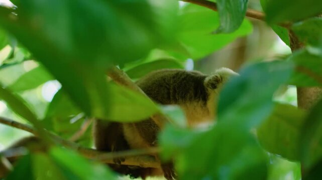 A White headed lemur (Eulemur albifrons) Sitting behind leaves. Madagascar Island.