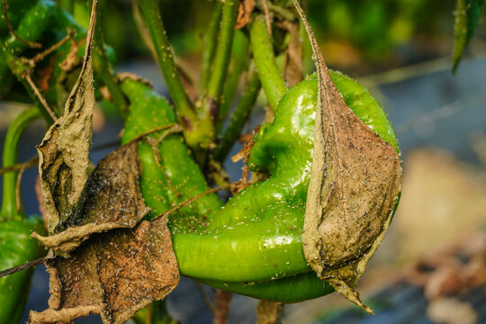 Problem of whitefly effect on leaves and branches of vegetables plants in field inside greenhouses, Whitefly Aleyrodes proletella agricultural pest on pepper leaf, Whiteflies on underside of leaves.
