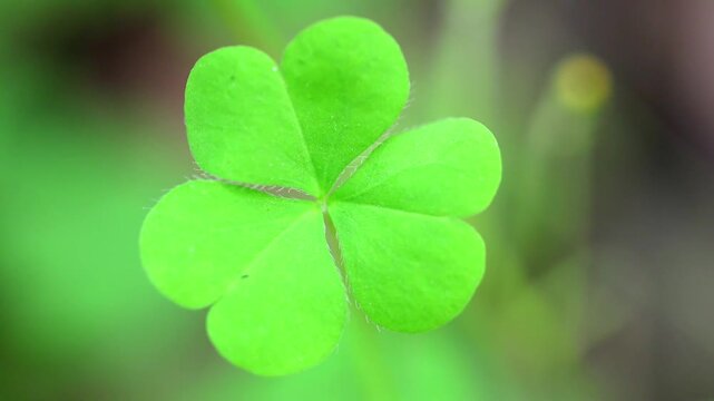 Slow Motion Macro Shot of Shamrock, a three-leaf clover, swaying gently in the soft light, symbol of Irish heritage and St. Patrick's Day at 180 fps High quality footage