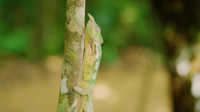 A Panther Chameleon (Furcifer pardalis) Climbing a small plant stem. Madagascar Island.