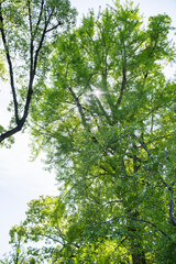 Fototapeta premium 新緑きらめく森とフレア光 日本の初夏を感じる爽快風景