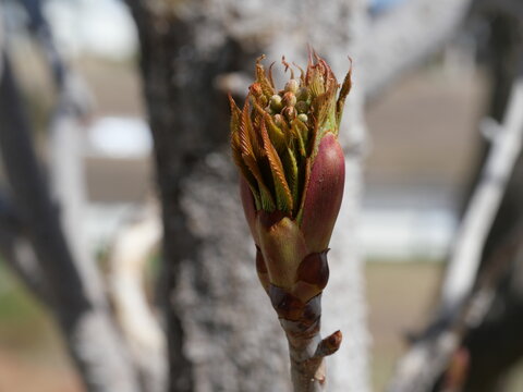 Emerging Bud of Yellow Buckeye (Aesculus flava) with Unfurling Leaves in Mid April, Colorado USA