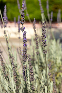 Lavandula angustifolia with purple flower spikes, highlighting its texture and details against a natural, blurred background.