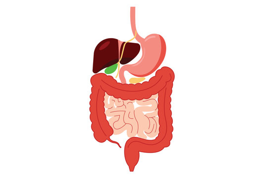 Diagram of the human digestive system showing the esophagus stomach liver gallbladder and intestines vector.