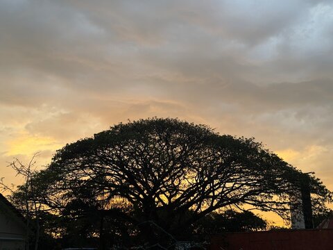 A tree shinning under Sunset