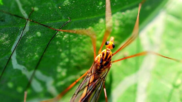 Slow Motion Macro Shot of Crane fly resting on a vibrant green leaf with intricate vein patterns in natural light at 180 fps High quality footage