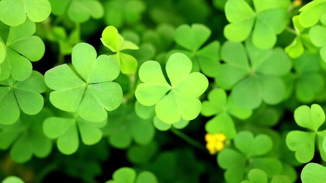 Slow Motion Macro Shot of Shamrock patch growing densely in a garden with one small yellow flower surrounded by green leaves in soft focus at 180 fps High quality footage