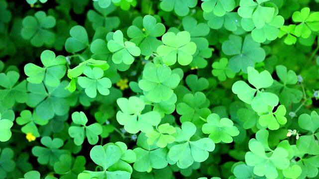 Slow Motion Macro Shot of Clover patch swaying gently in a meadow during a bright spring day, with patches of yellow wildflowers at 180 fps High quality footage