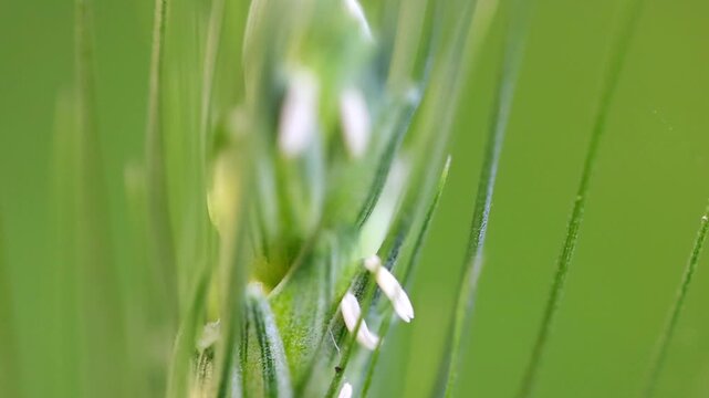 Slow Motion Macro Shot of Wheat ear anther filaments releasing pollen grains during pollination process in a field, shot with shallow depth of field at 180 fps High quality footage