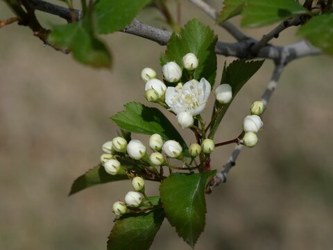 Winter King Hawthorn (Crataegus viridis &lsquo;Winter King&rsquo;) Buds and White Flowers in Mid April, Colorado USA