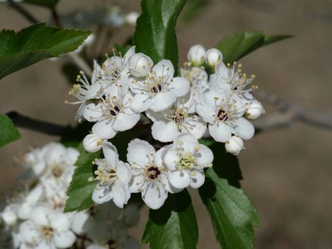 Winter King Hawthorn (Crataegus viridis &lsquo;Winter King&rsquo;) White Flowers in Mid April, Colorado USA