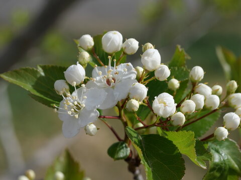 Winter King Hawthorn (Crataegus viridis &lsquo;Winter King&rsquo;) White Flowers and Buds in Mid April, Colorado USA