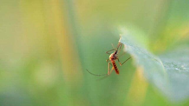 Slow Motion Macro Shot of Mosquito resting on a leaf in natural sunlight, showing its antennae and proboscis with a blurred green and yellow background at 180 fps High quality footage