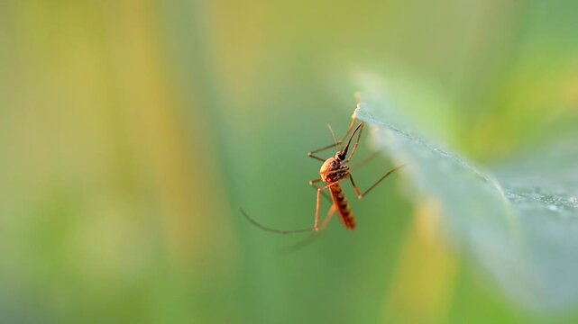 Slow Motion Macro Shot of Mosquito resting on a green leaf during the daytime, a close up shot of a parasitic insect feeding on plant life at 180 fps High quality footage