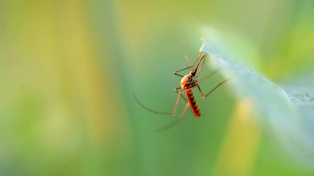 Slow Motion Macro Shot of Mosquito resting on a green leaf edge during a warm spring day with natural bokeh background at 180 fps High quality footage
