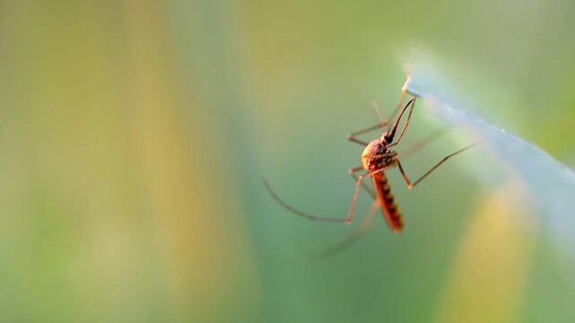 Slow Motion Macro Shot of Mosquito resting on a leaf with its proboscis visible, backlight and soft focus create a blurred green background at 180 fps High quality footage
