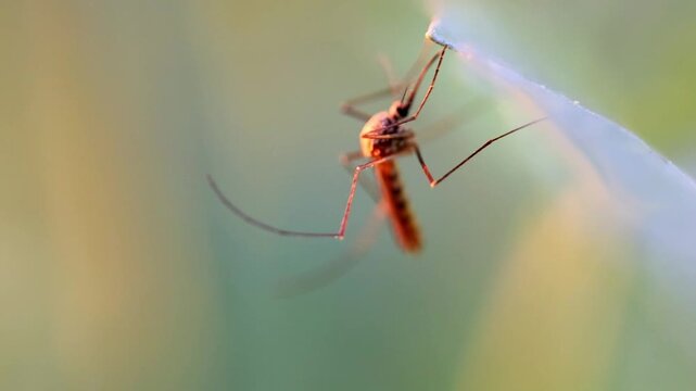 Slow Motion Macro Shot of Mosquito resting on a leaf, flapping its wings in a vibrant, outdoor environment with soft, diffused light at 180 fps High quality footage