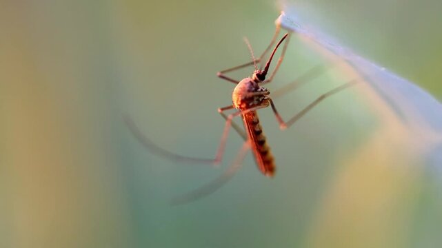 Slow Motion Macro Shot of Mosquito resting on a translucent leaf, displaying its proboscis and delicate legs in soft natural light at 180 fps High quality footage