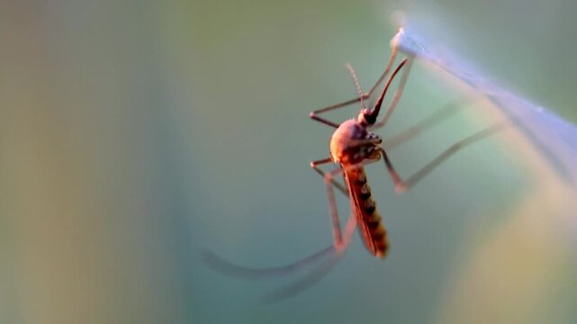 Slow Motion Macro Shot of Mosquito resting on a translucent surface, poised to strike in a soft, natural light environment at 180 fps High quality footage