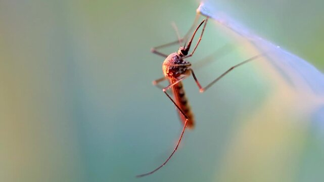 Slow Motion Macro Shot of Mosquito resting on a leaf with visible proboscis against a blurred background in soft light at 180 fps High quality footage