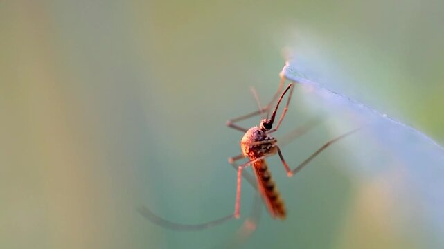 Slow Motion Macro Shot of Mosquito resting on a plant leaf, showcasing its intricate details and vibrant color in a natural outdoor environment at 180 fps High quality footage