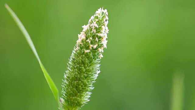 Slow Motion Macro Shot of Grass seed head blowing gently in a soft breeze with a lush green background during a sunny day at 180 fps High quality footage