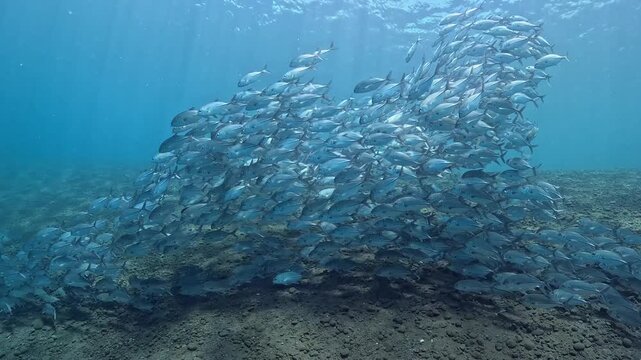 School of Bigeye Trevally (Caranx sexfasciatus), 4K UHD footage, Tulamben Bali Indonesia. Natural synchronized behavior in reef ecosystem, marine biodiversity, open water copy space.