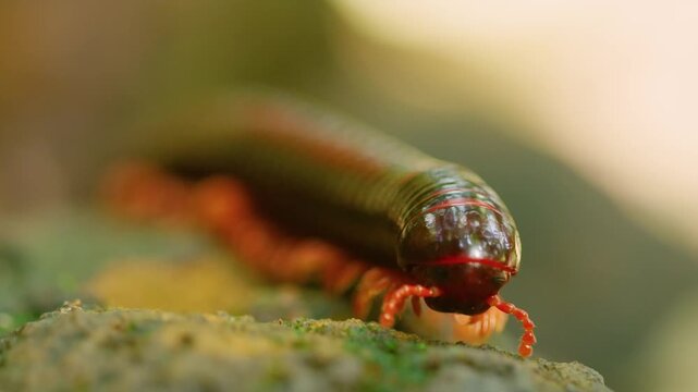 Close up of a diplopoda or Spirostreptus walking in Madagascar island.