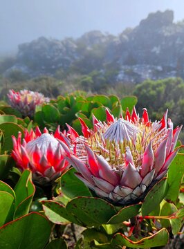 La Protea Rey (Protea cynaroides). National flower of South Africa, this photo was taken in 2024 on Tabla Mountain in Cape Town
