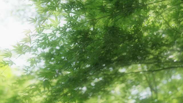 初夏の柔らかな光が差し込む新緑の森 日本の季節背景