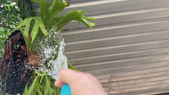 A man is using a blue hose to water an Aristolochia indica plant to help it grow.