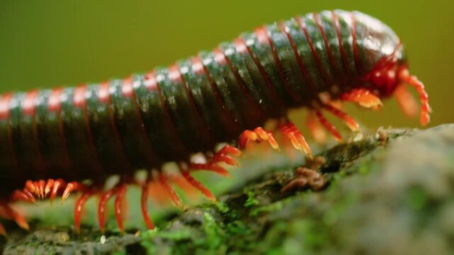 diplopoda are walking on the grass.