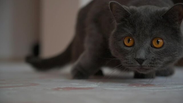British shorthair cat with orange eyes looking into camera and preparing for jump indoors in house.