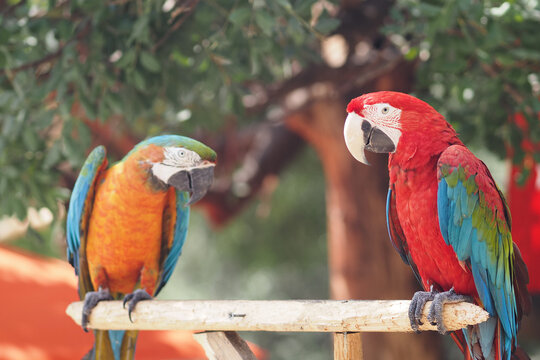 Colorful parrots sit on a branch in a sunny park