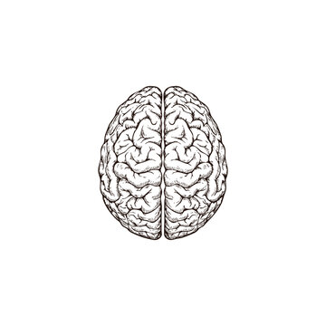 A hand-drawn vector illustration of a human brain viewed from above, rendered in a vintage engraving style with intricate line work, isolated on a clean white background.