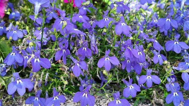 Flowering nature background. Macro of flowering lobelia. Purple flower. Natural lobelia flower plant. Flora nature. Bright blooming flower in nature. Lobelia flower