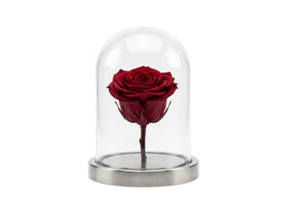 Elegant red preserved rose blooming inside a clear glass cloche dome on a brushed metal base, romantic symbol of eternal love isolated transparent background image © PNG World