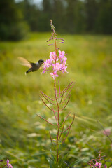 Fototapeta premium Hummingbird Feeding on Flower