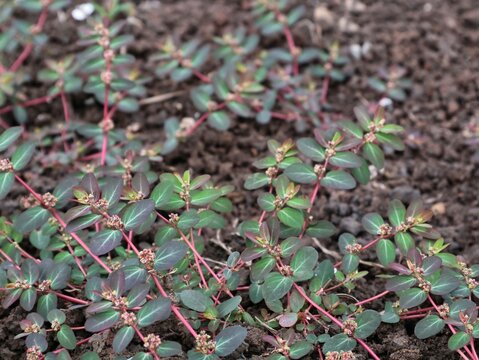 Close up of prostrate spurge (Euphorbia prostrata) plants growing on the ground