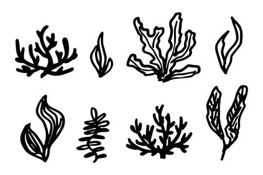 Hand drawn sea coral and seaweed doodle set Tropical underwater flora, aquarium plants, ocean plant, algae, coral reef, leaves, branches