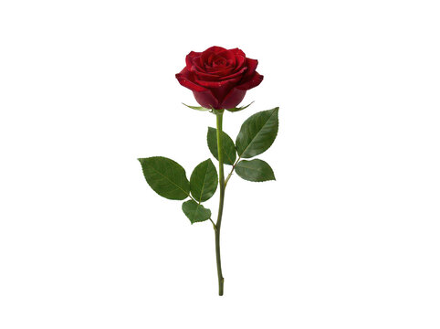 Vibrant crimson red rose flower on a long green stem with lush leaves and delicate velvety petals stands vertically in a studio shot isolated transparent background image