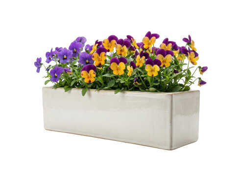 Vibrant spring pansy flowers with lush green foliage blooming in a modern glossy white ceramic rectangular window box planter, isolated transparent background image